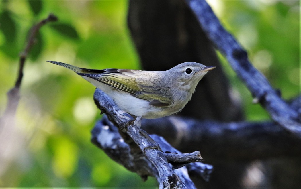 Eastern Bonelli`s Warbler