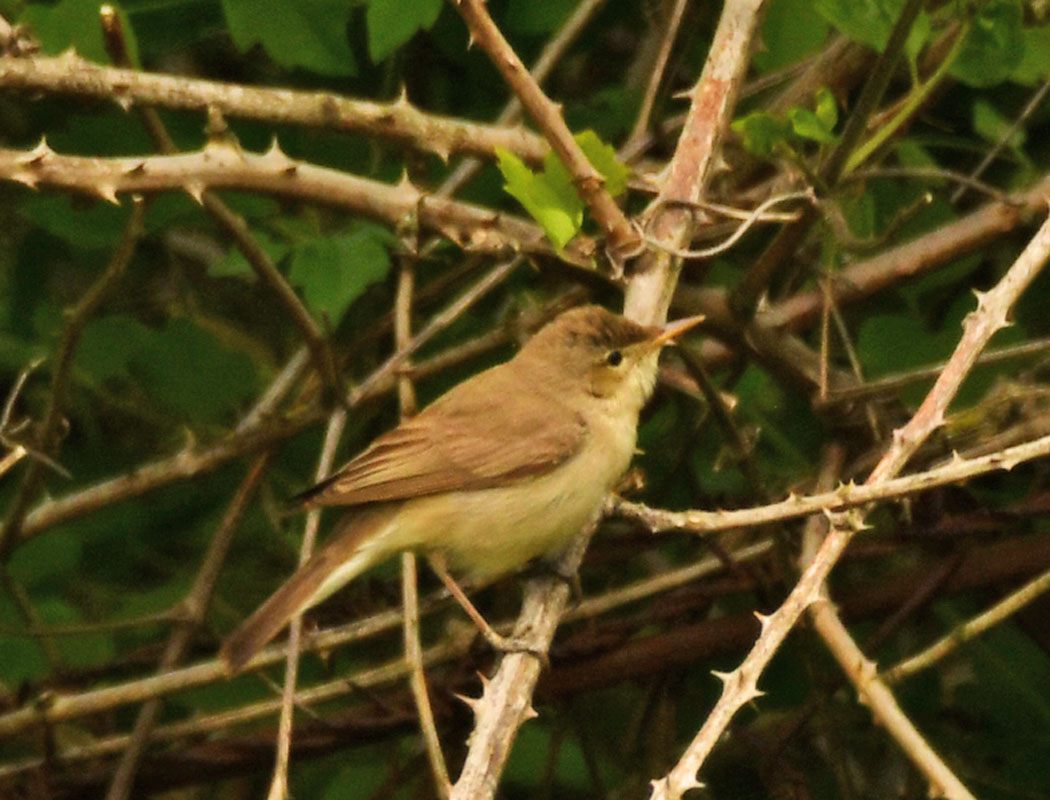 Marsh Warbler