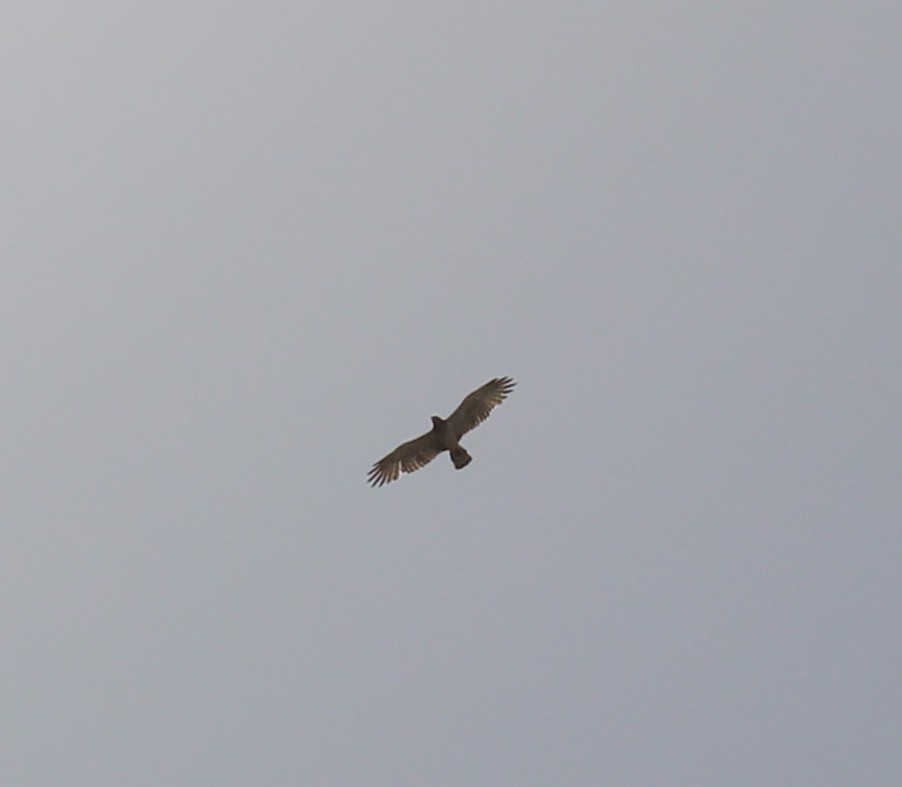 Short-toed Snake Eagle