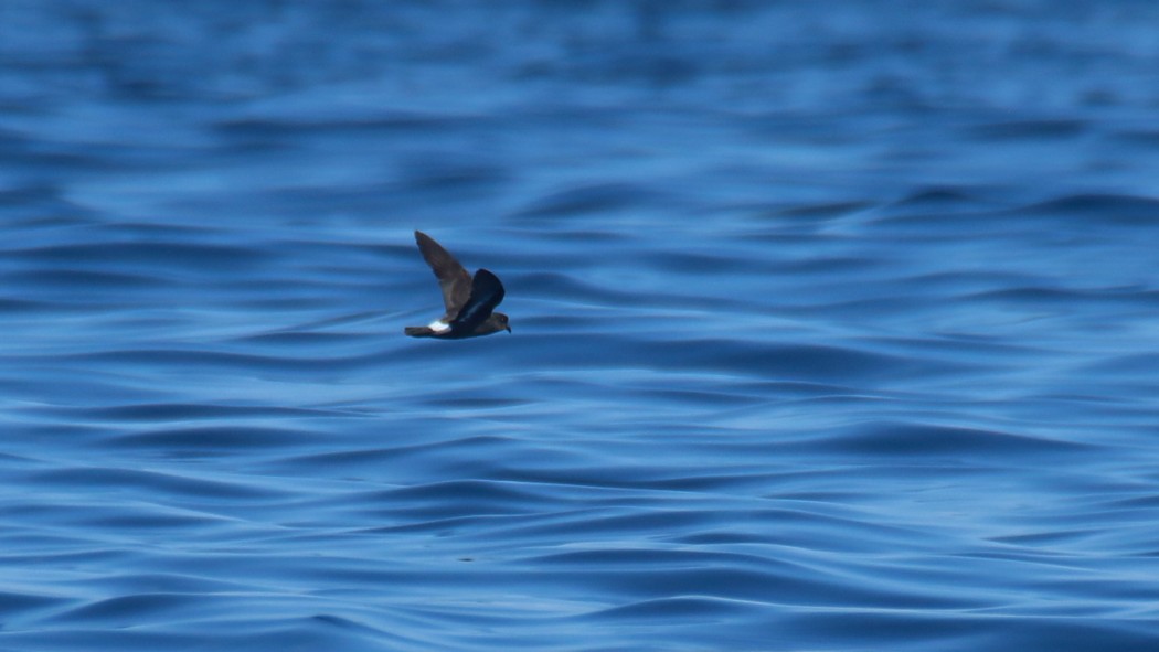 European Storm Petrel