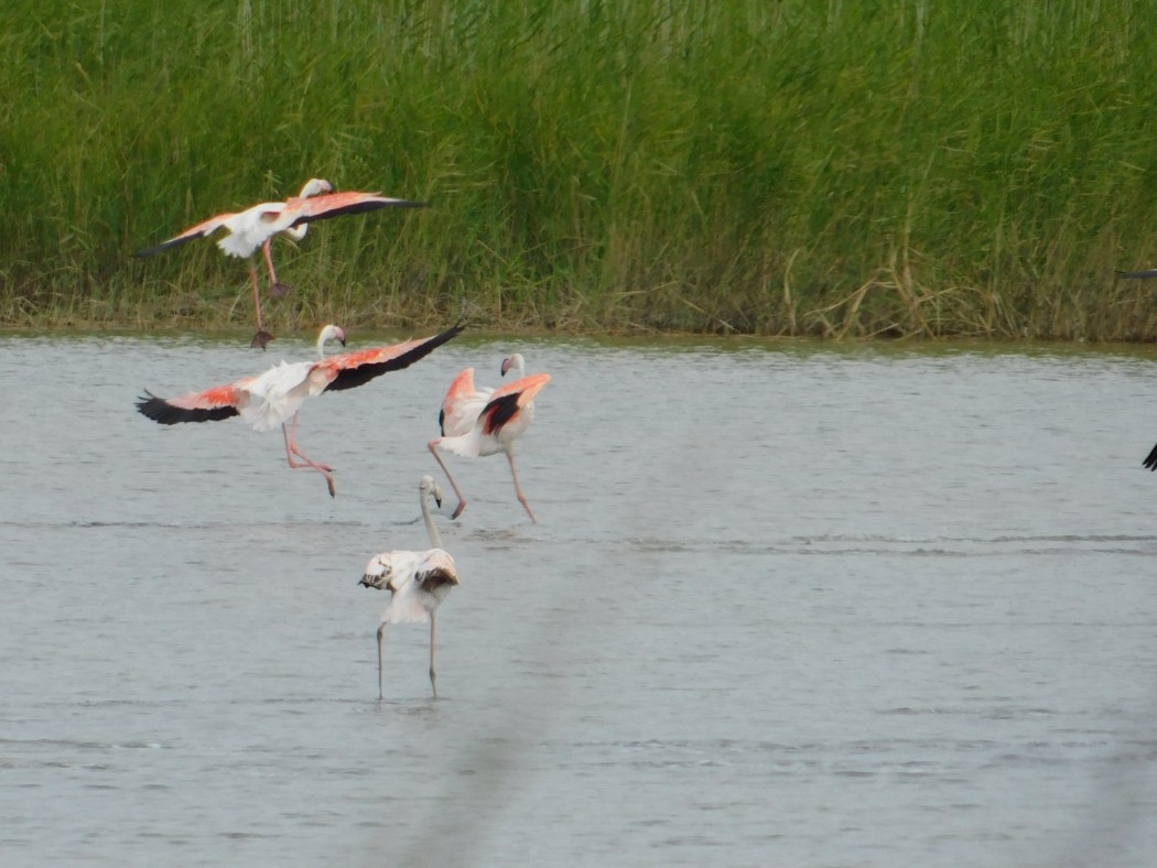 Greater Flamingo