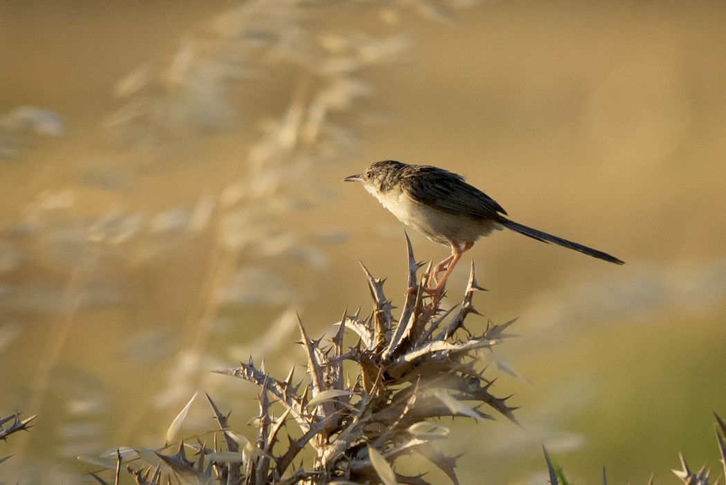Delicate Prinia