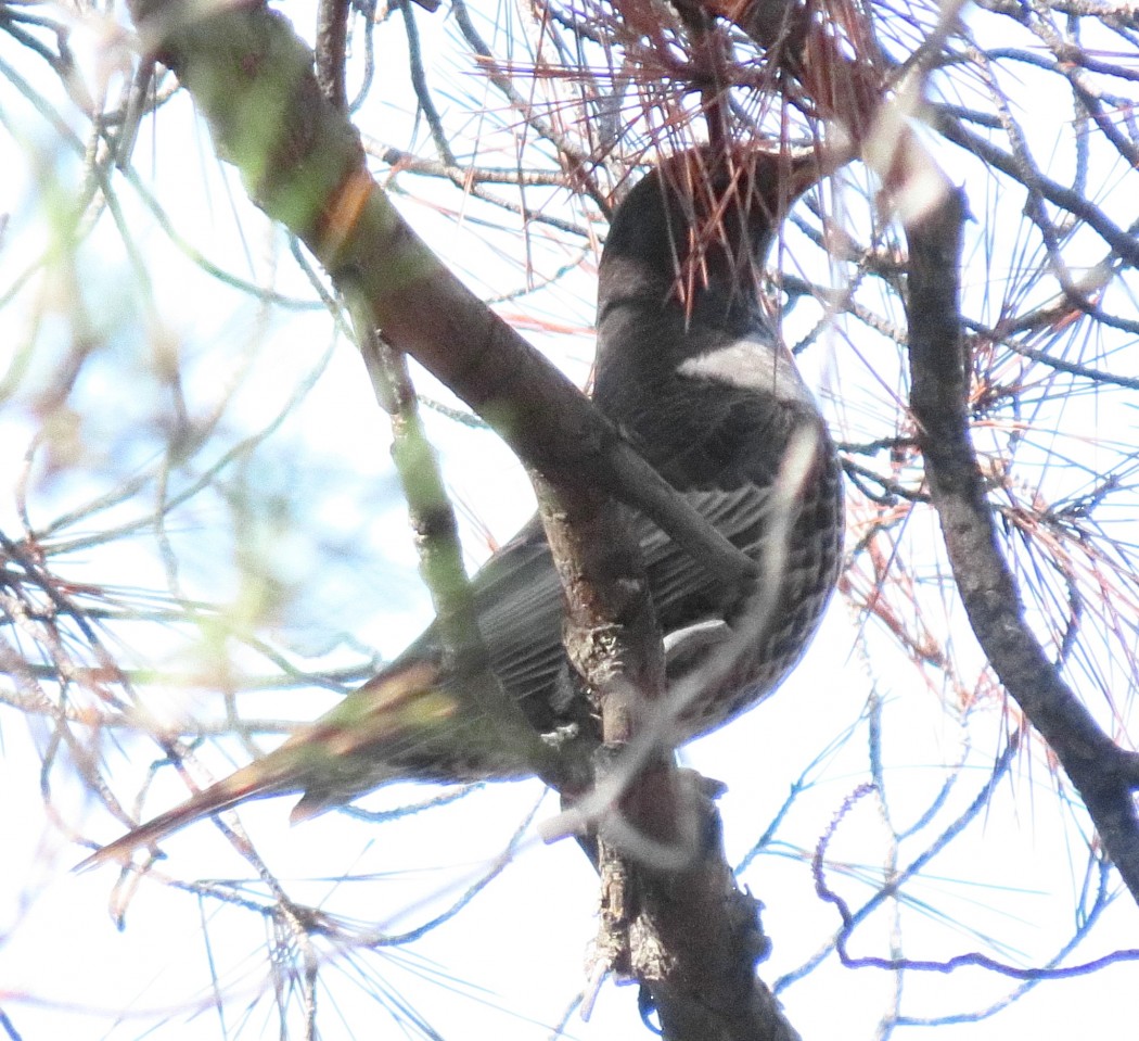 Ring Ouzel