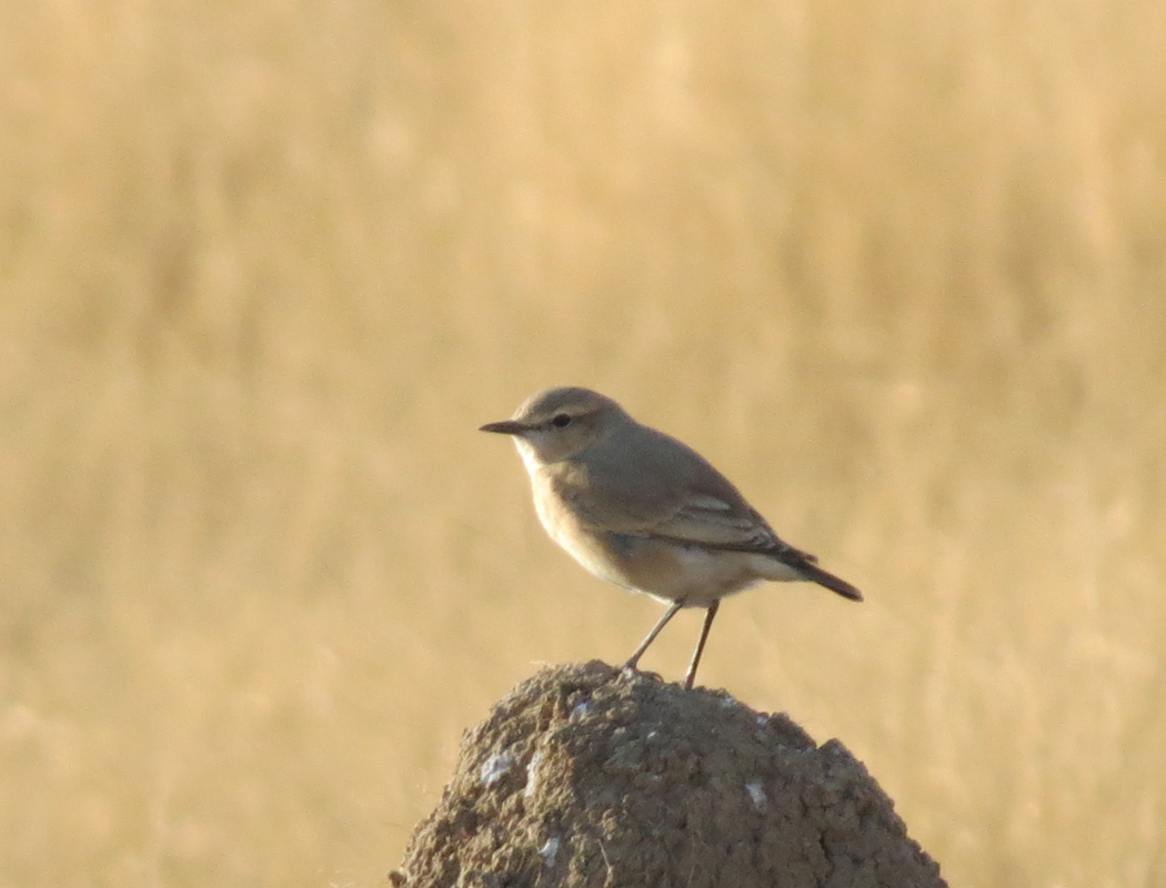Isabelline Wheatear