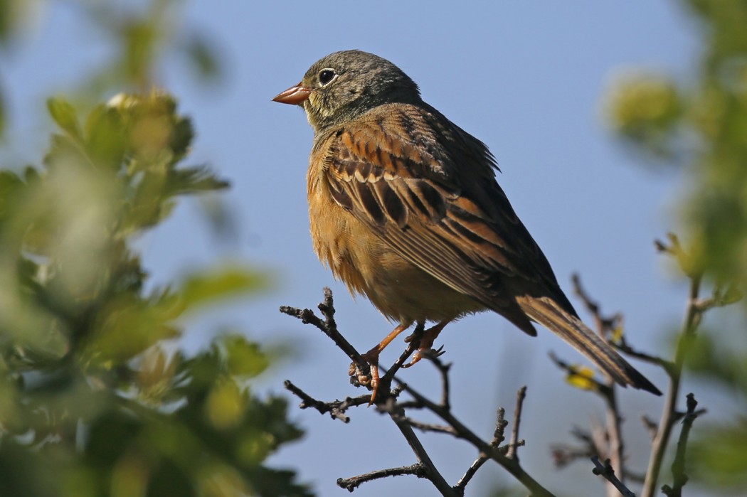 Ortolan Bunting