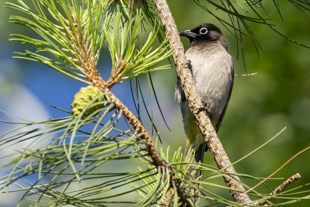 White-spectacled Bulbul