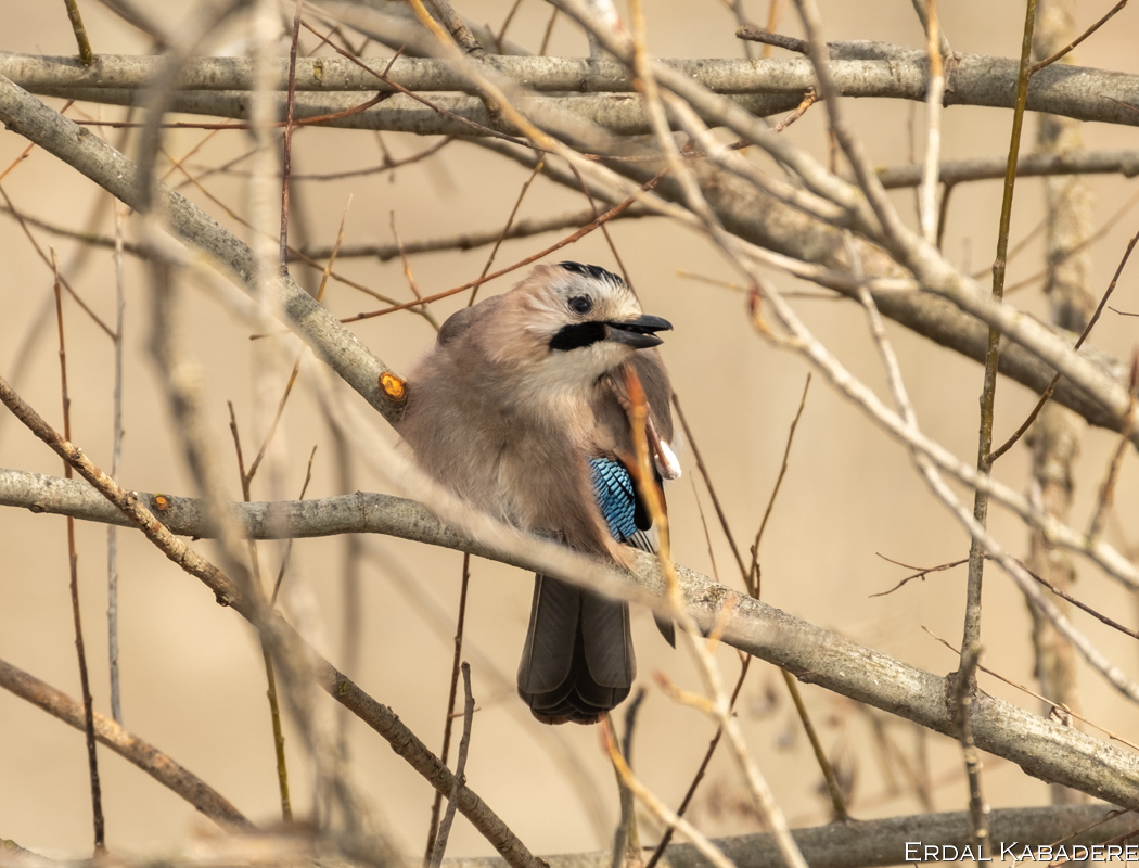 Eurasian Jay