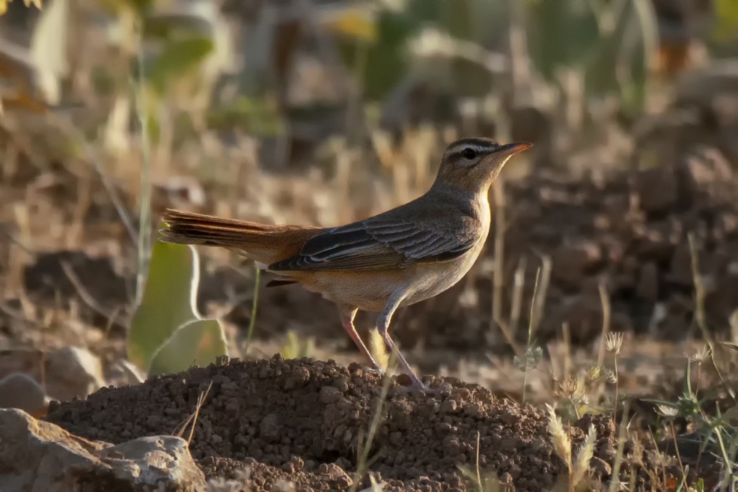 Rufous-tailed Scrub Robin