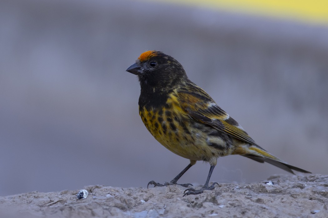 Red-fronted Serin