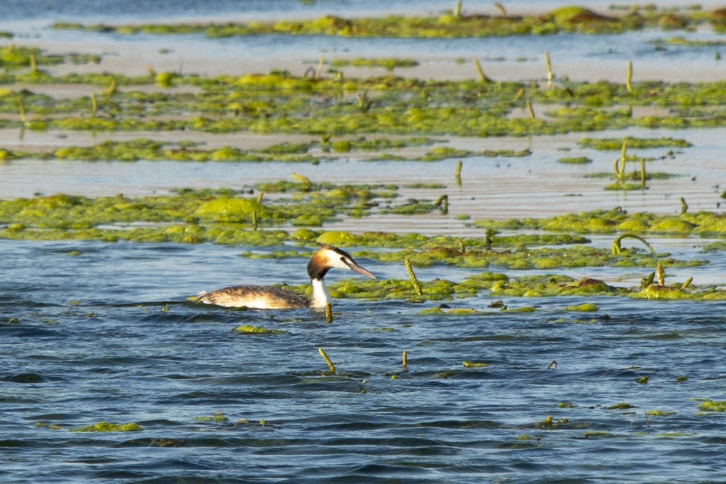 Great Crested Grebe