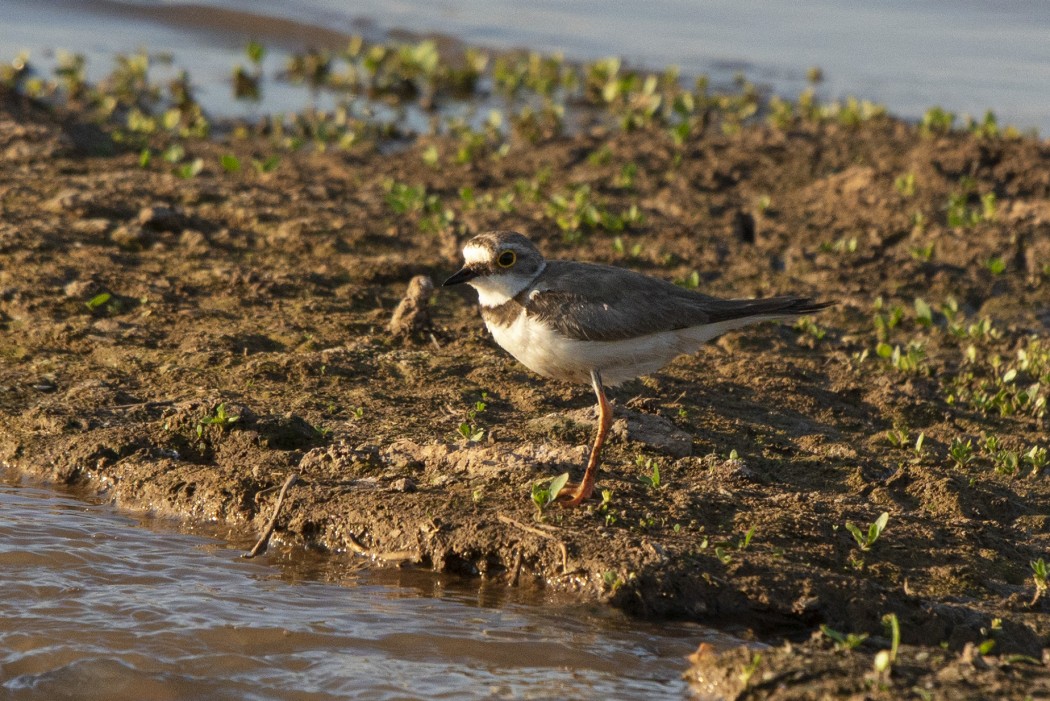 Little Ringed Plover