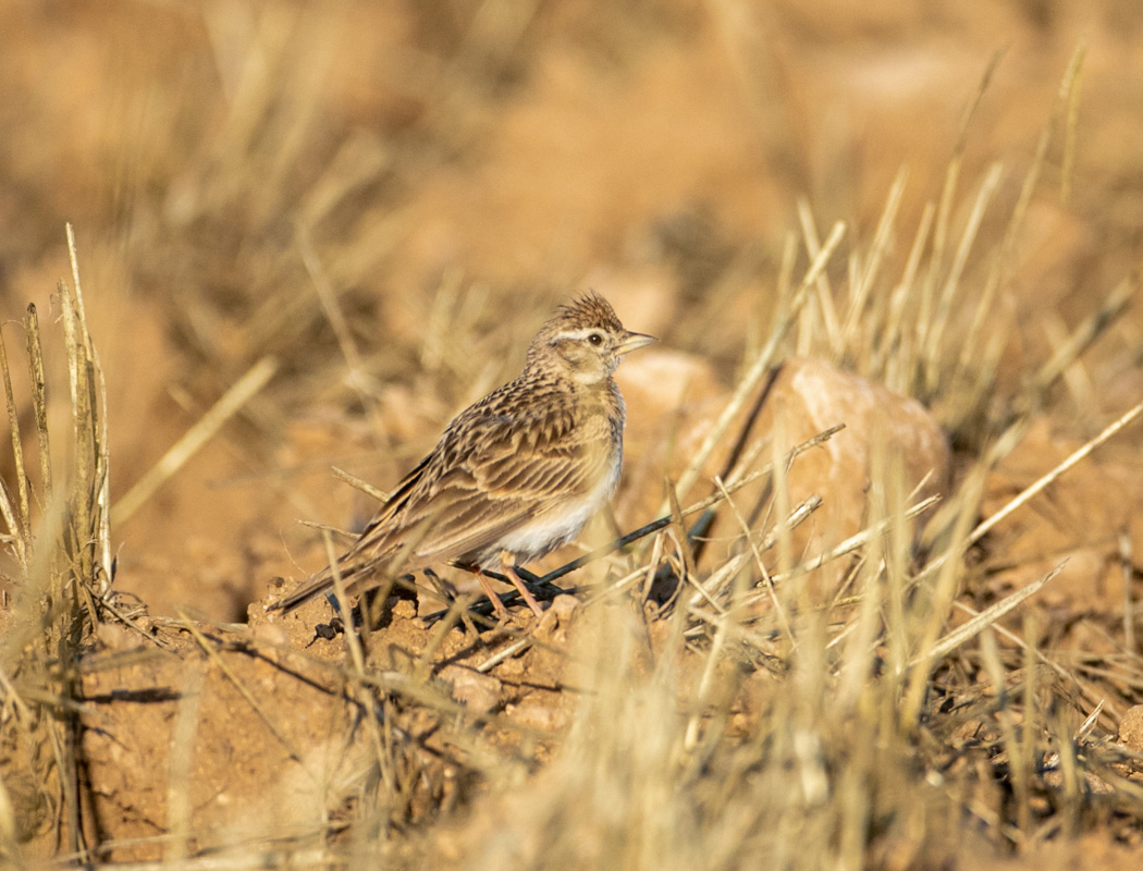 Greater Short-toed Lark