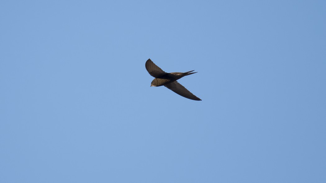 Common Swift