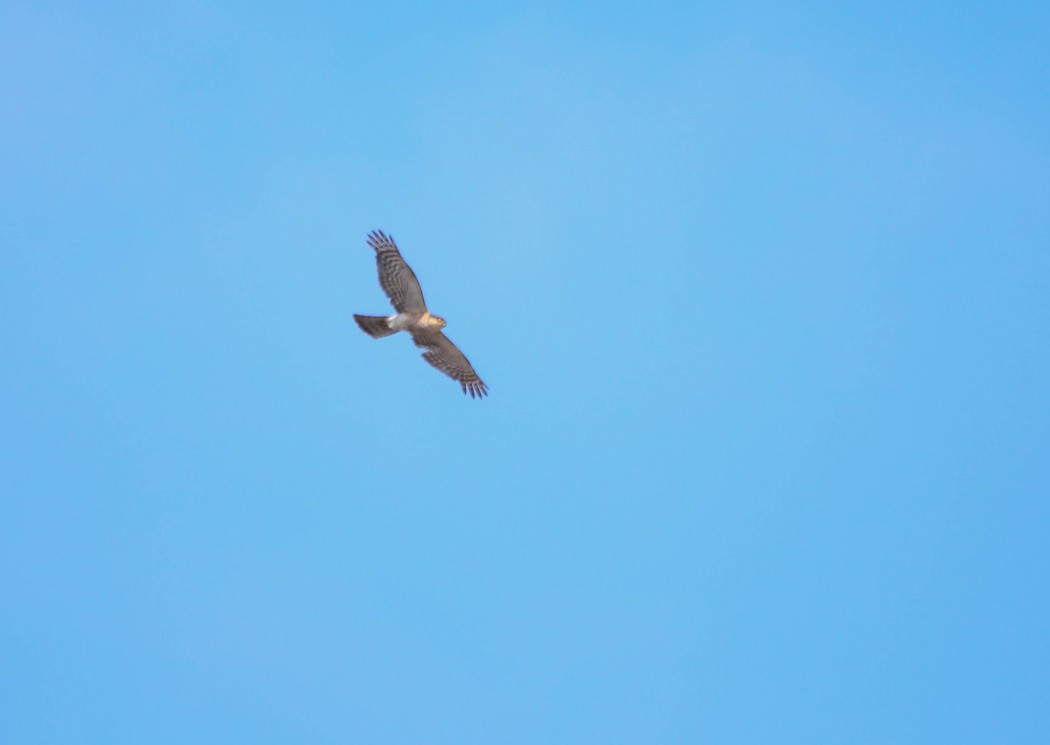 Eurasian Sparrowhawk