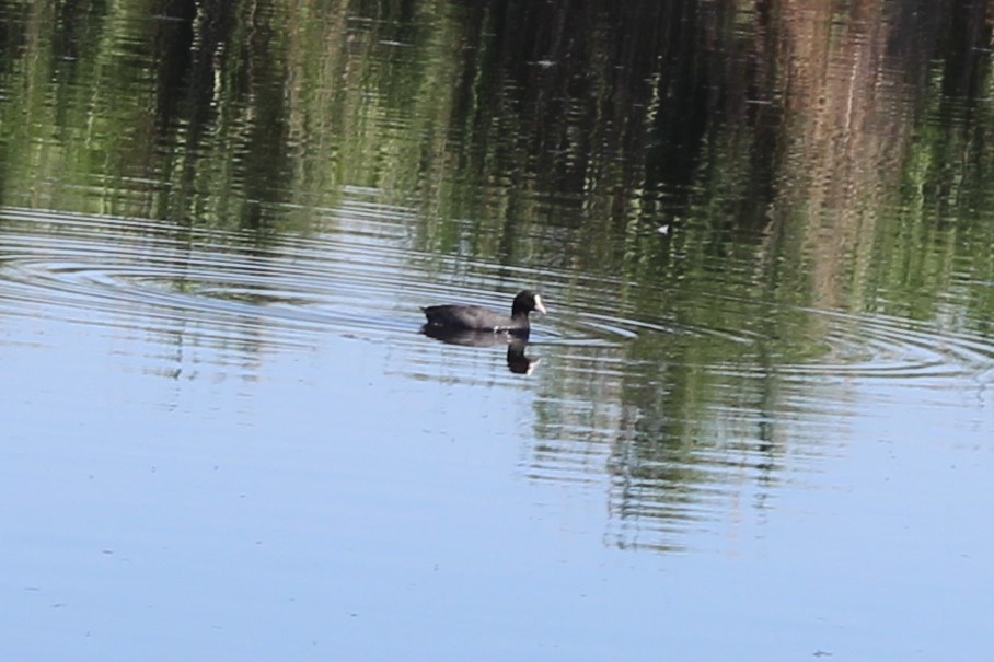 Eurasian Coot
