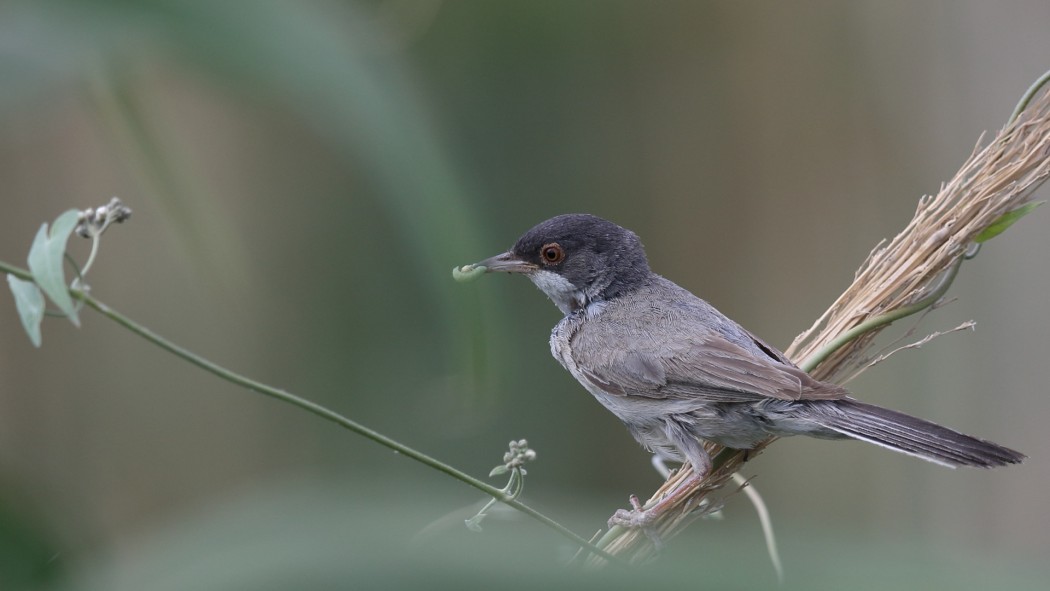 Menetries`s Warbler