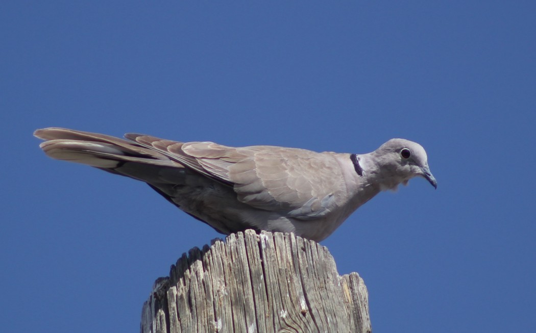 Eurasian Collared Dove