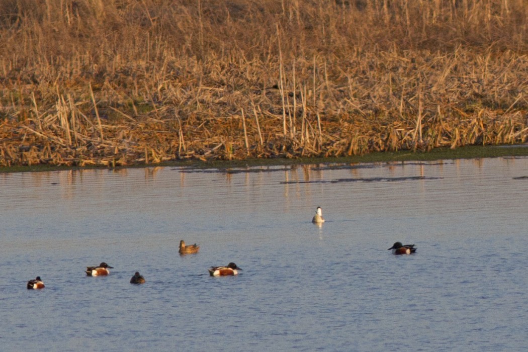 Northern Shoveler