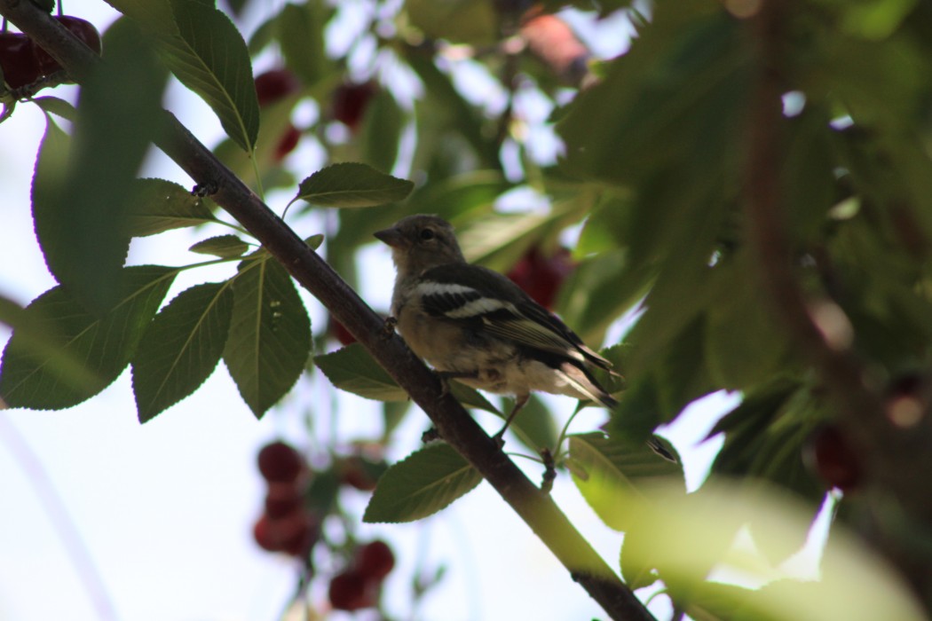 Eurasian Chaffinch