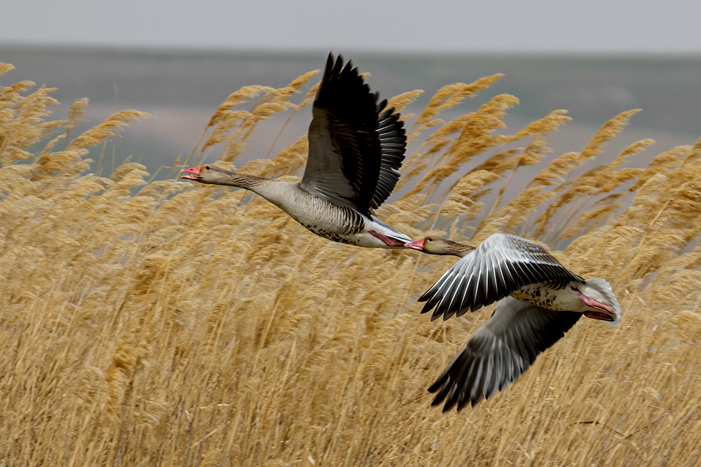 Greylag Goose