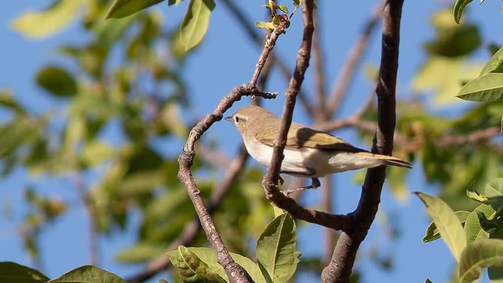 Eastern Bonelli`s Warbler