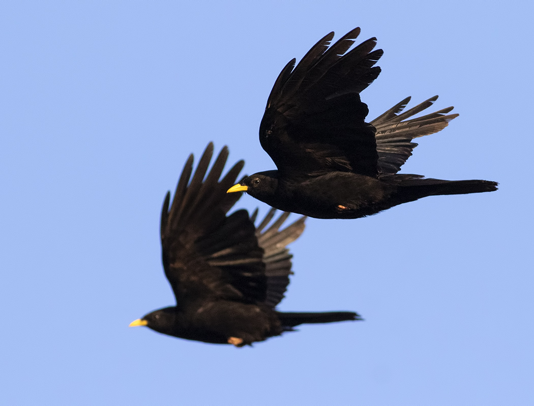 Alpine Chough