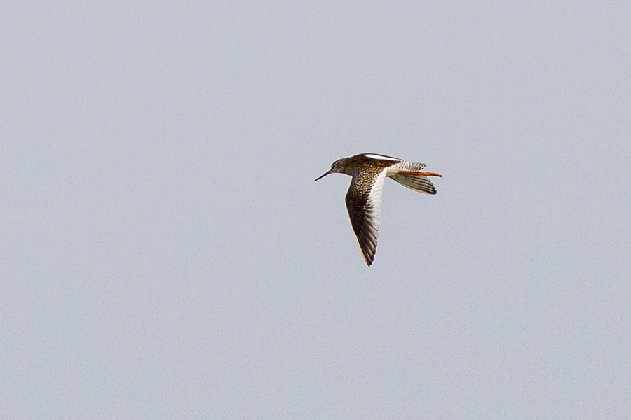 Common Redshank