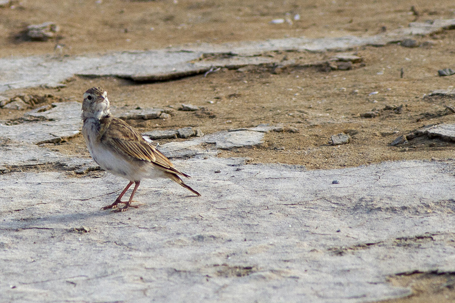 Greater Short-toed Lark