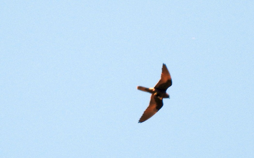 Eleonora`s Falcon