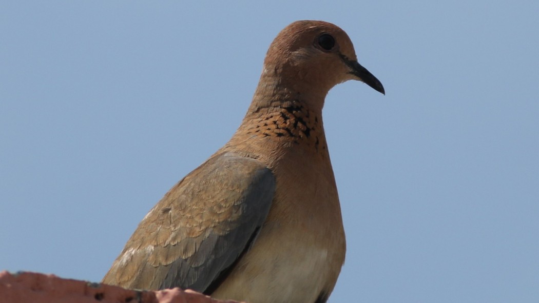 Küçük Kumru