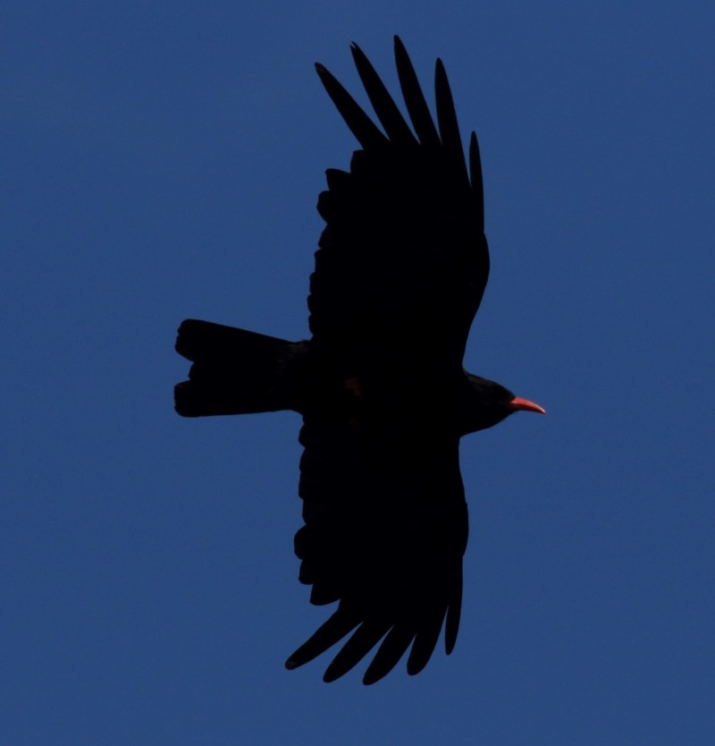 Red-billed Chough