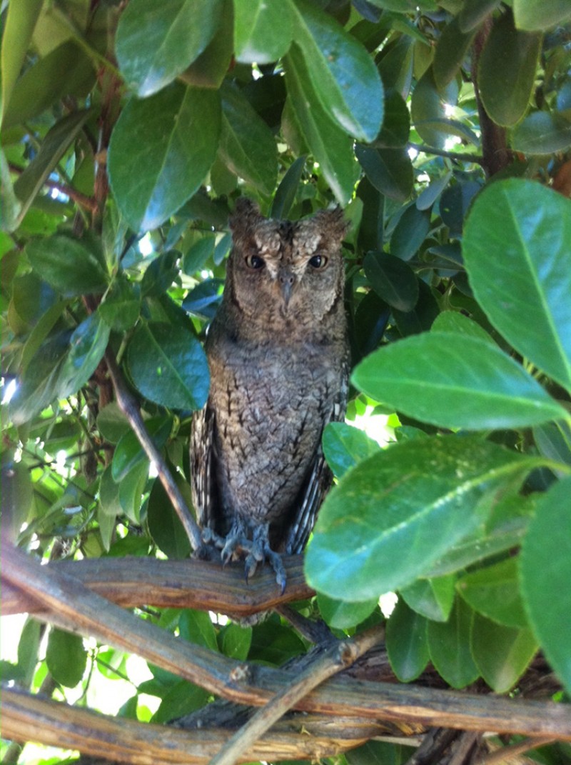 Eurasian Scops Owl