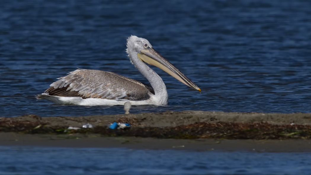 Dalmatian Pelican