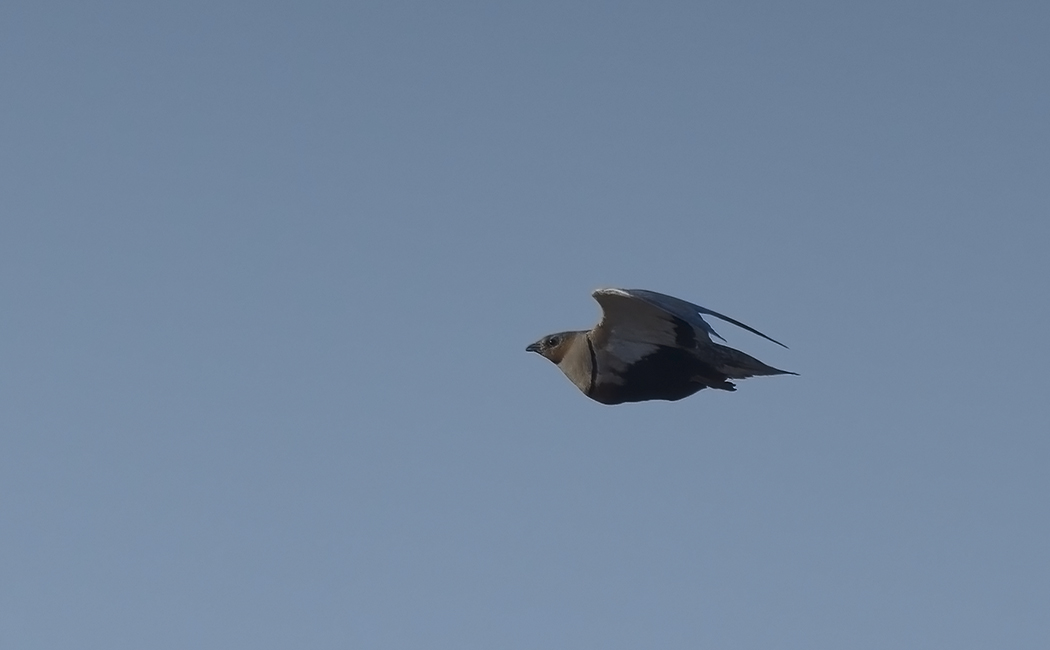 Black-bellied Sandgrouse
