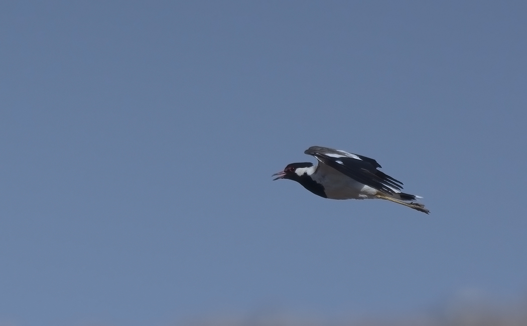 Red-wattled Lapwing