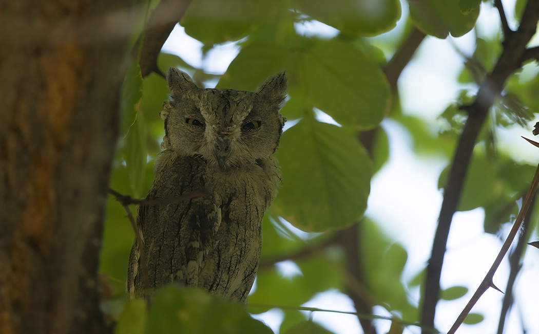 Pallid Scops Owl