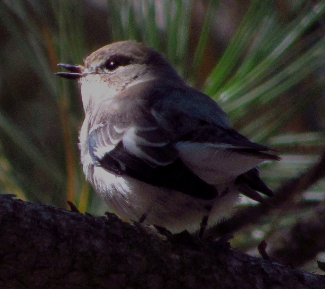 Semicollared Flycatcher