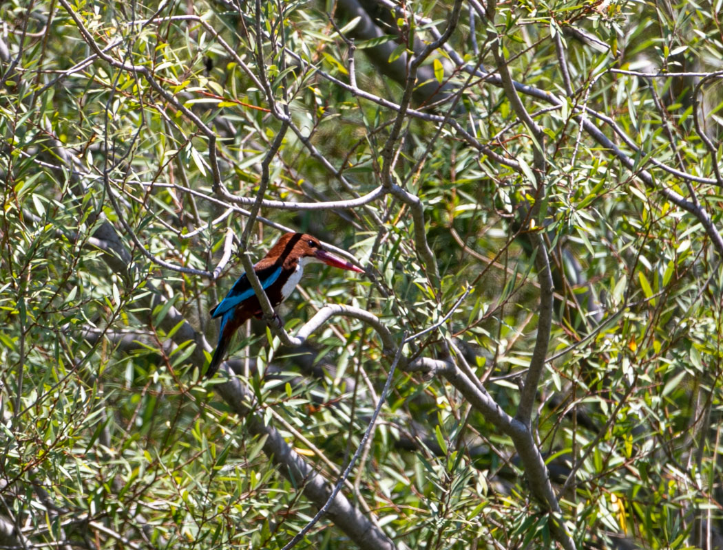 White-throated Kingfisher