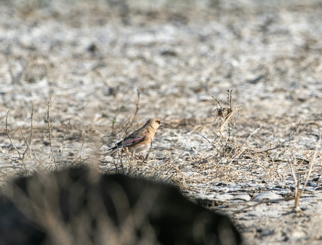 Desert Finch