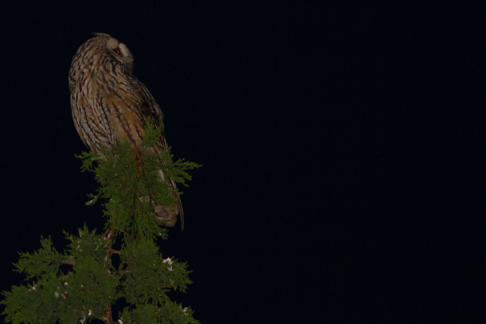 Long-eared Owl