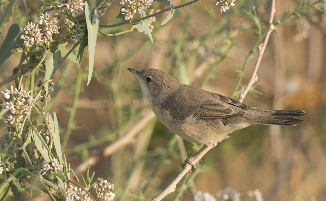 Menetries`s Warbler