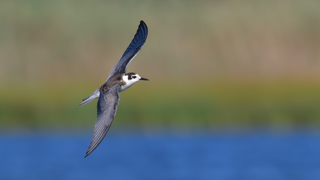 Black Tern