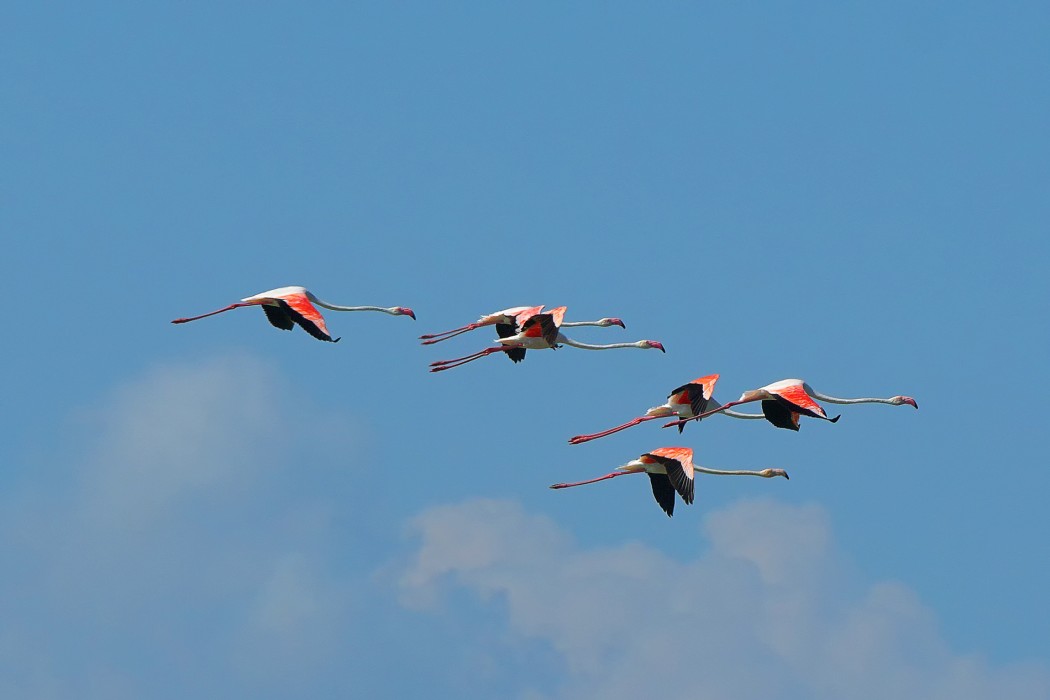 Flamingo