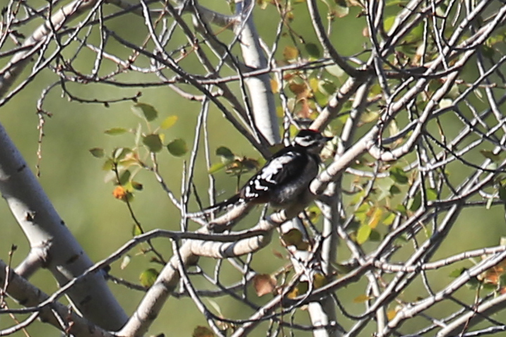 Great Spotted Woodpecker