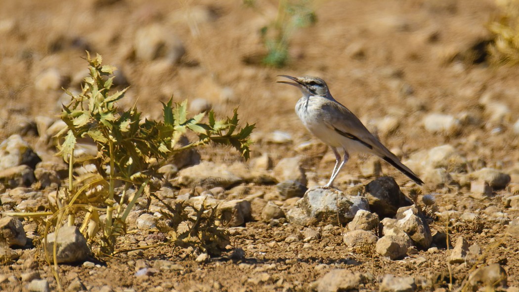 Greater Hoopoe-Lark