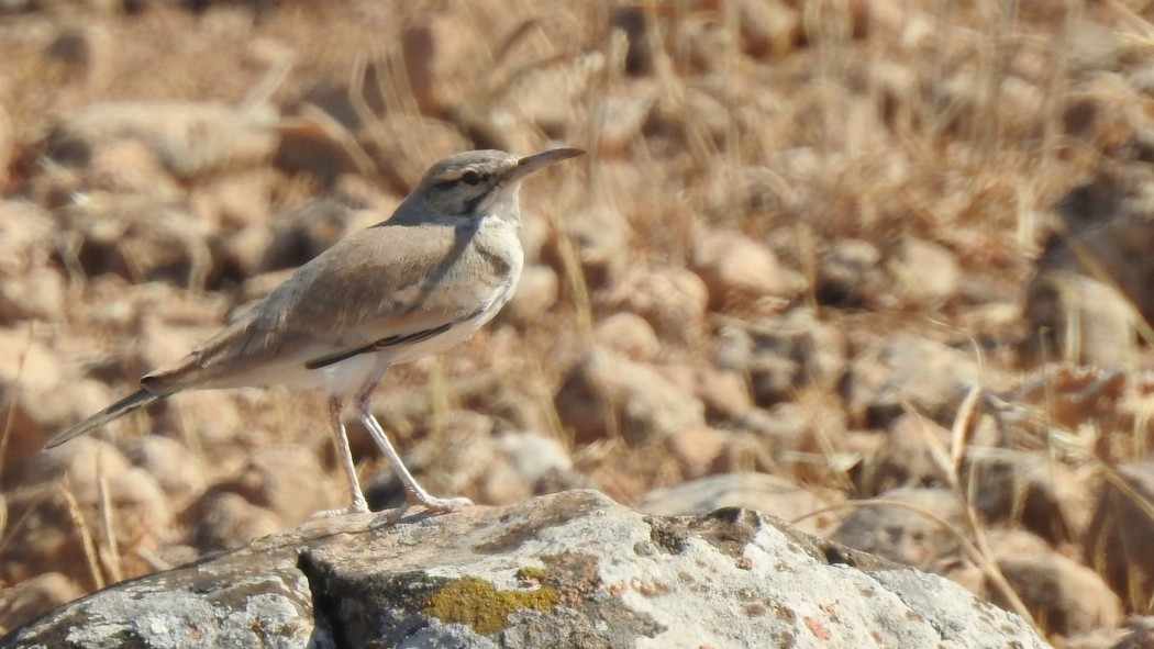 Greater Hoopoe-Lark