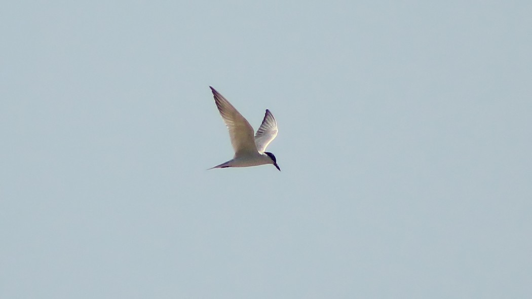 Gull-billed Tern
