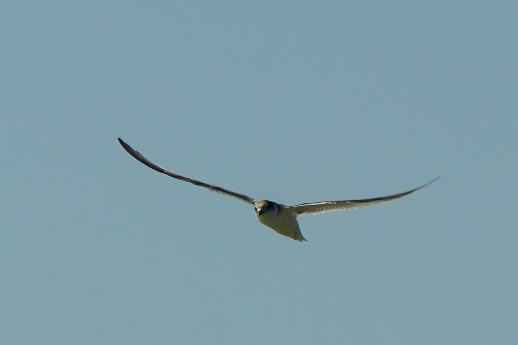 Little Tern