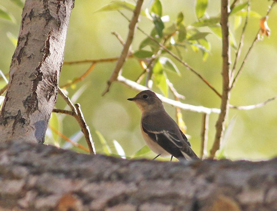 Semicollared Flycatcher