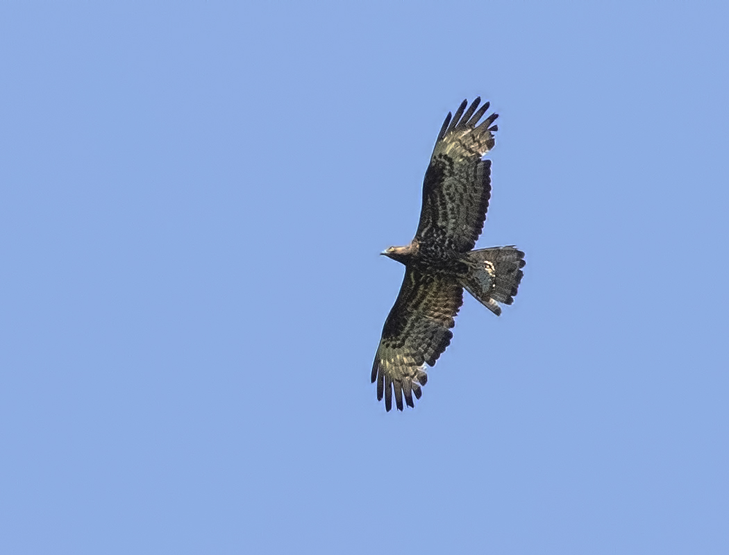 European Honey Buzzard